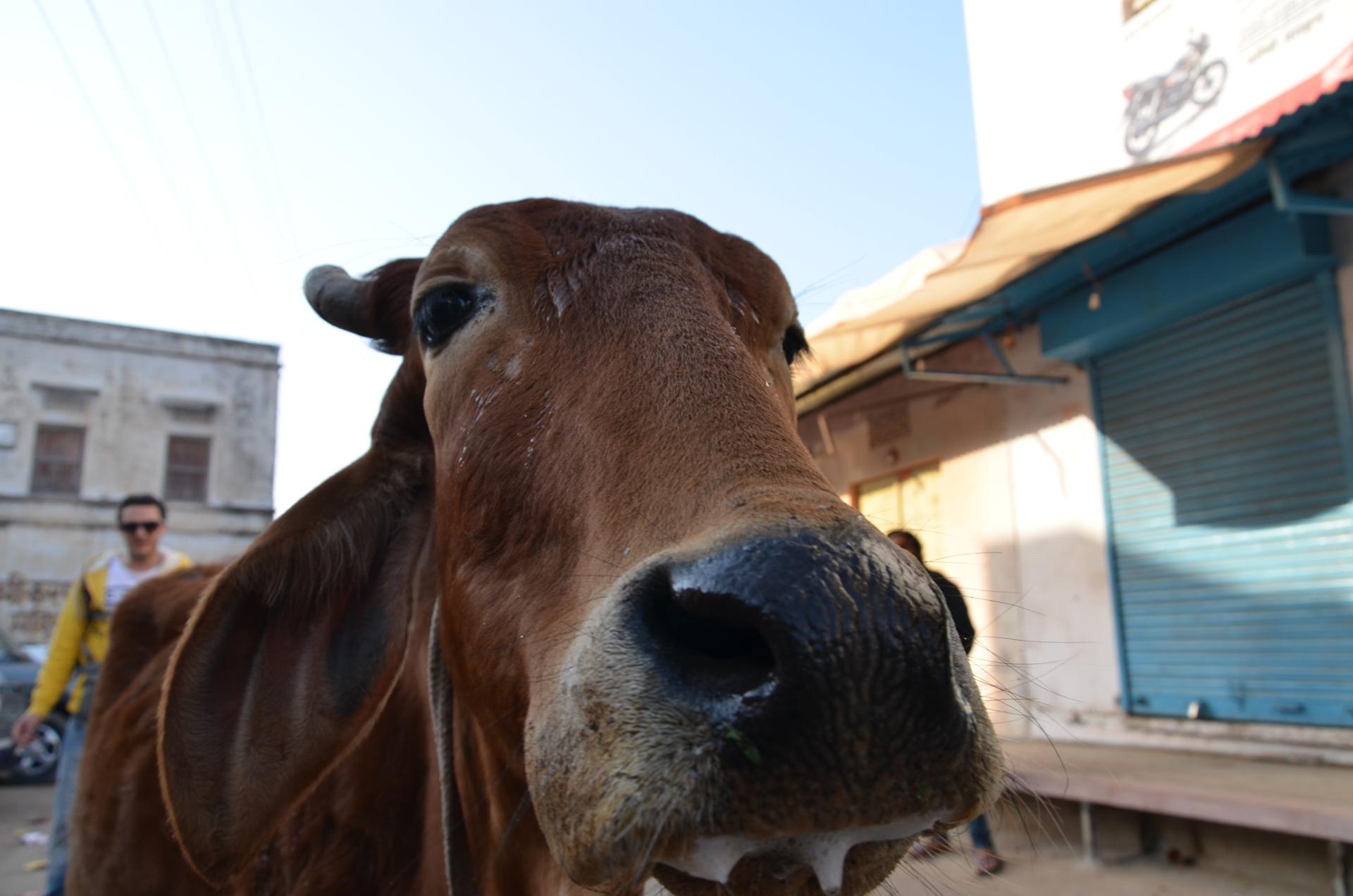 Vache sacrée
