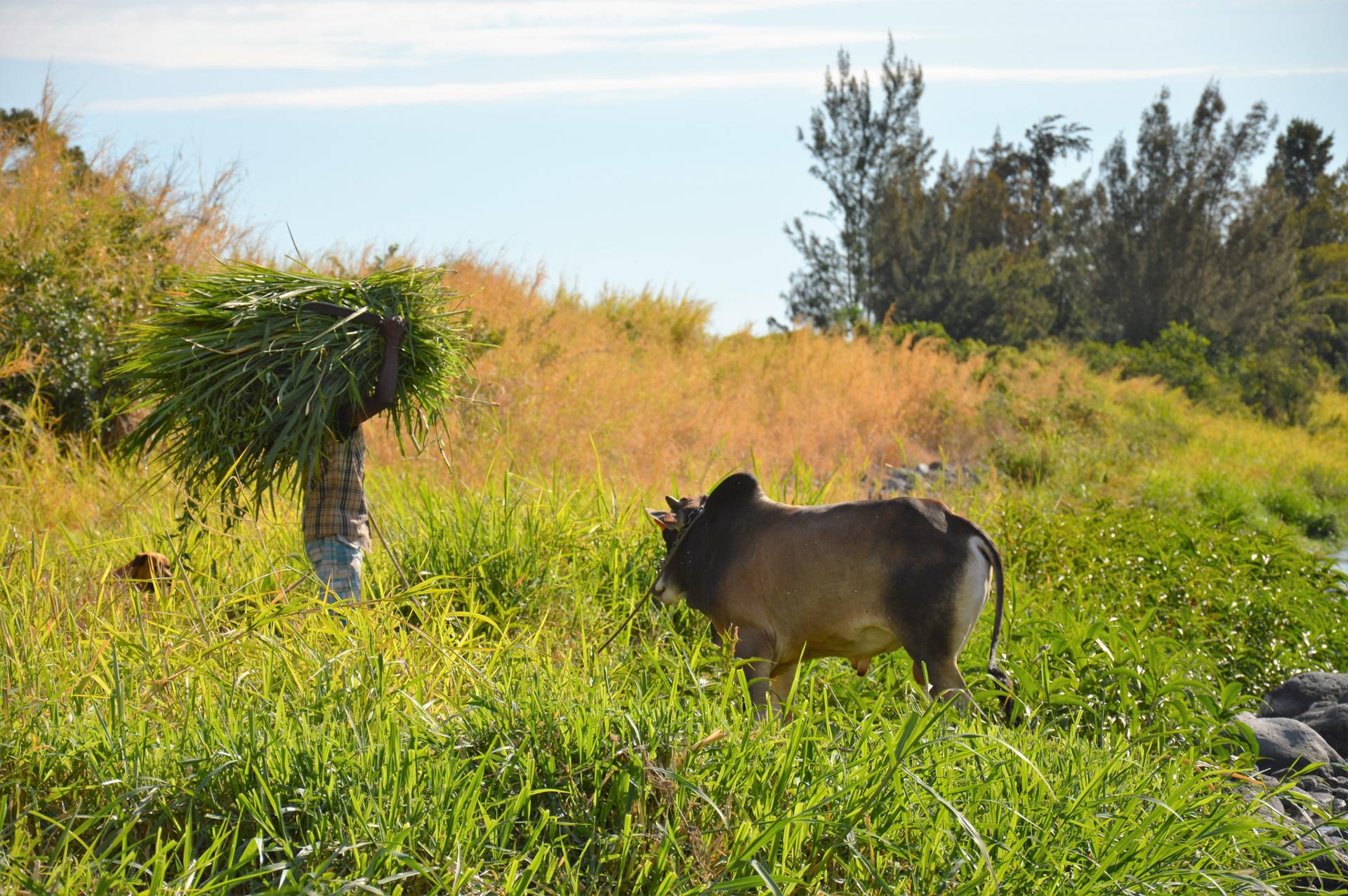 réunion origine