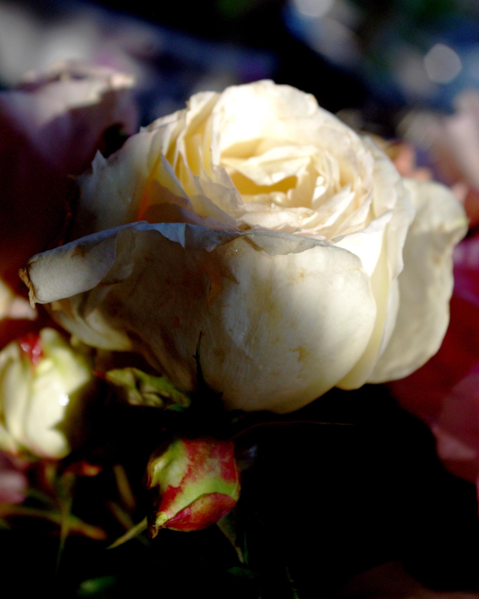la rose