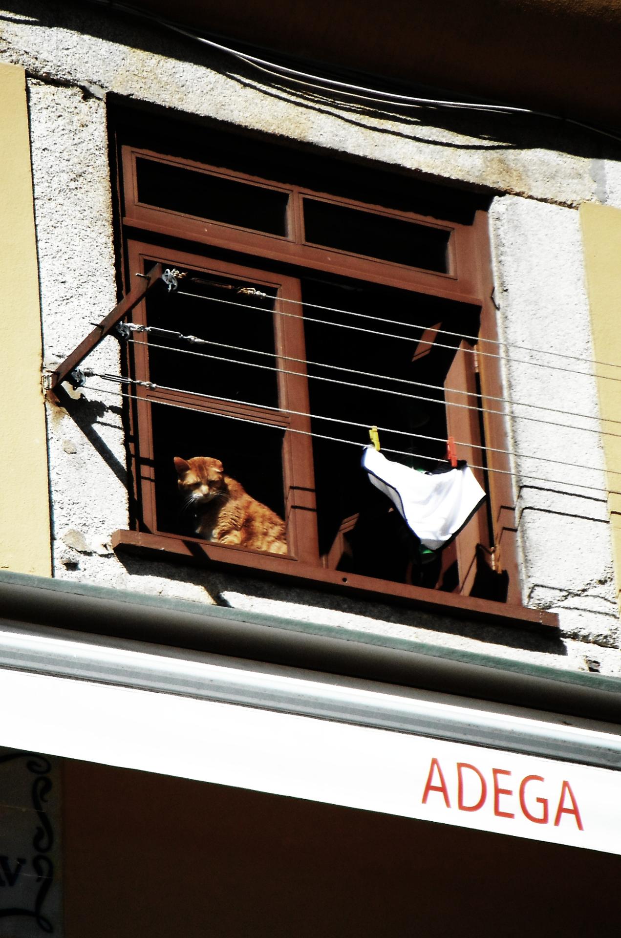 Cat de Porto