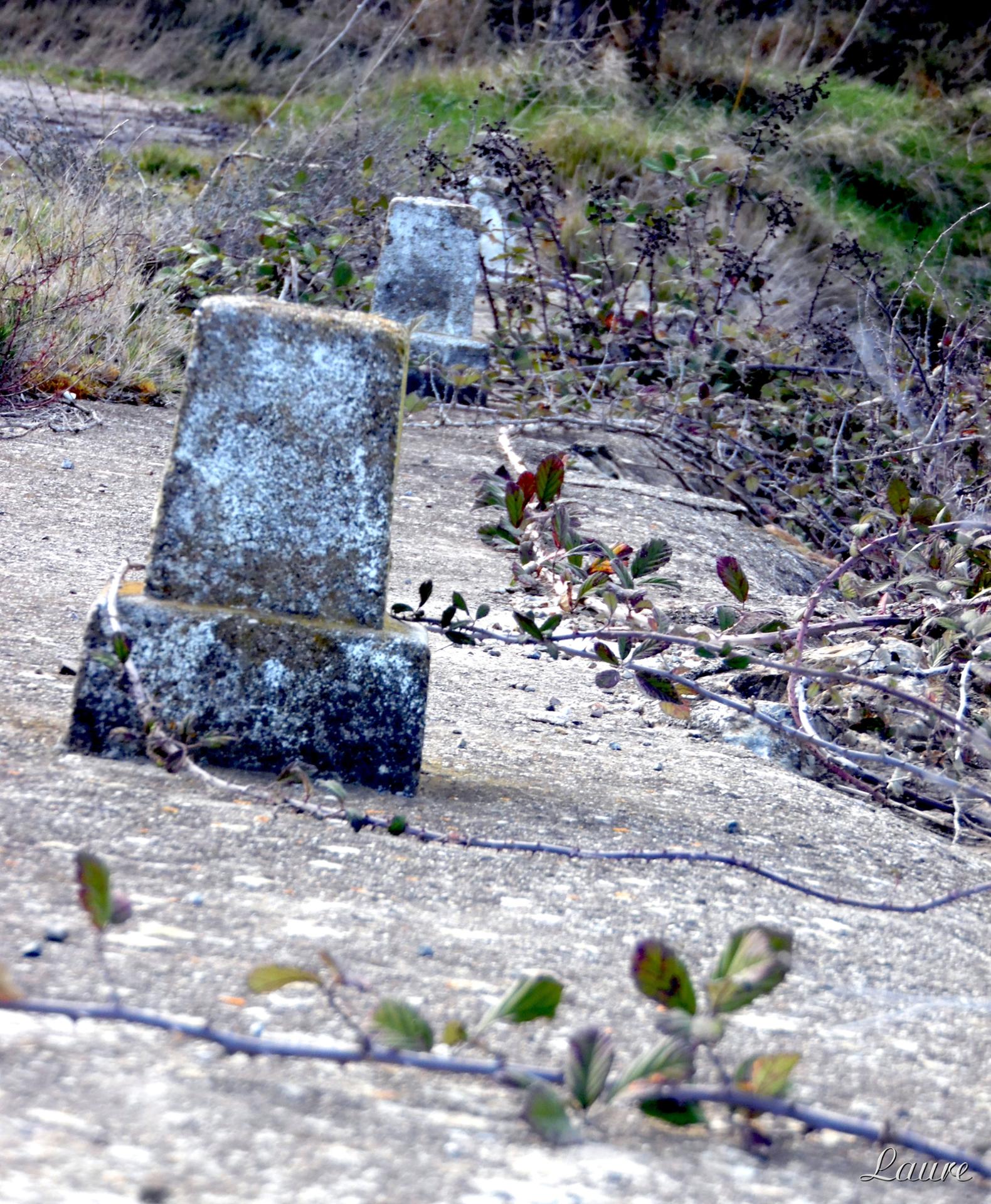 au bord du chemin.....