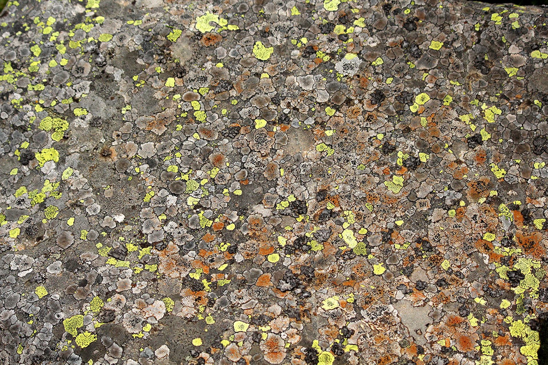 lichens sur granit