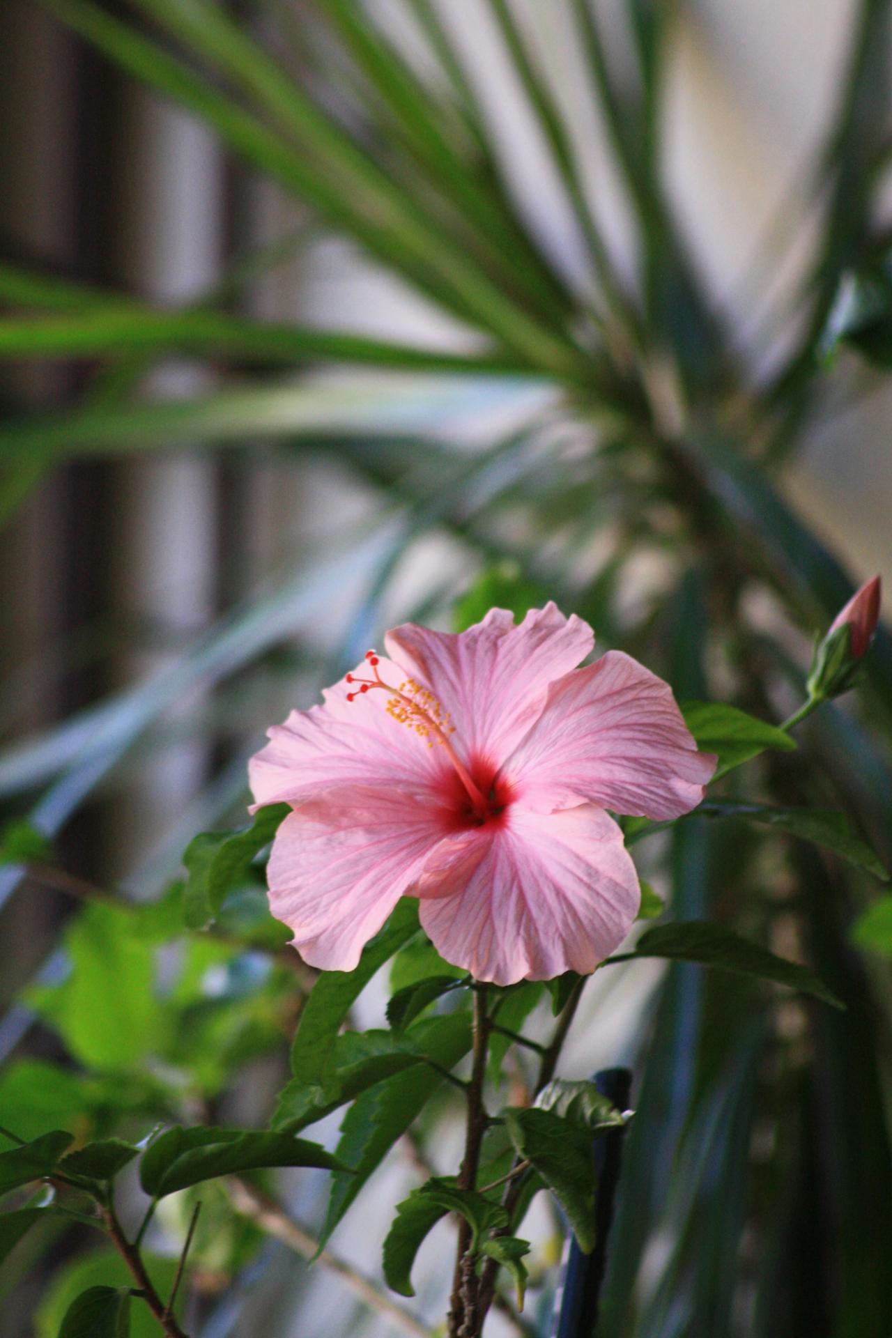 HIBISCUS
