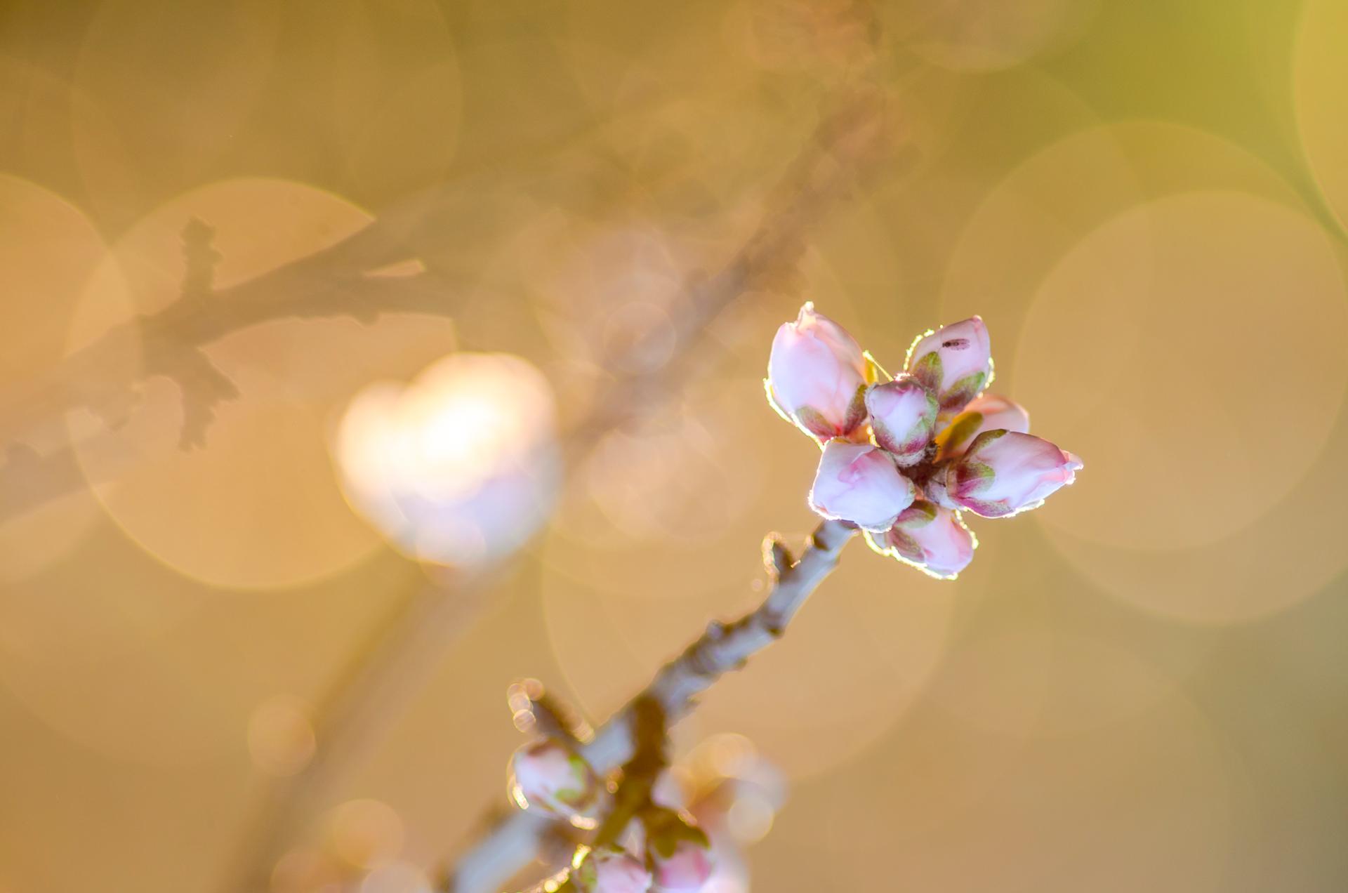 amandier prêt pour le printemps.