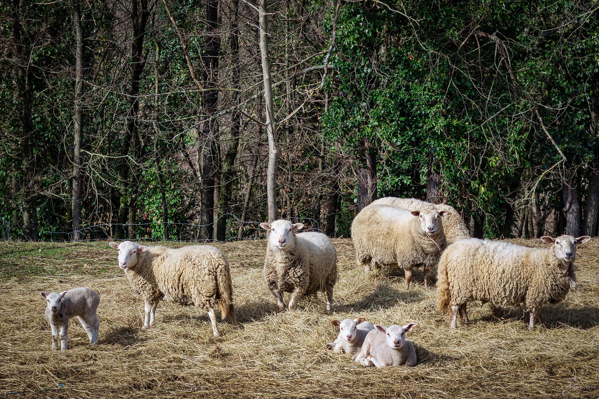 Pastoral.