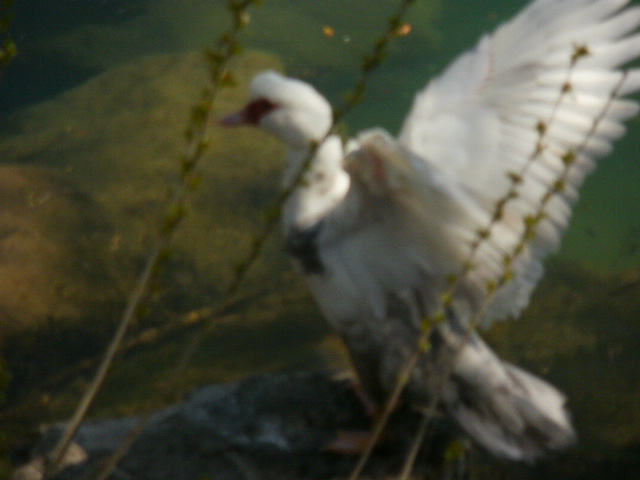 je sèche mes ailes  