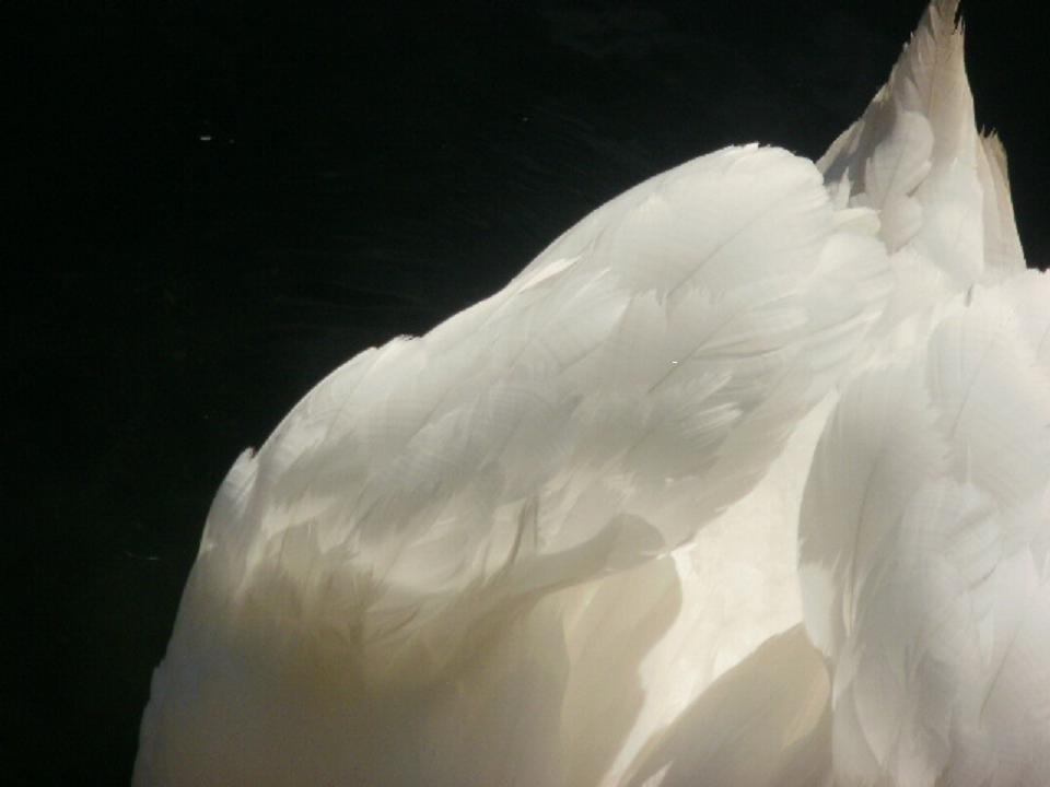 lumière blanche