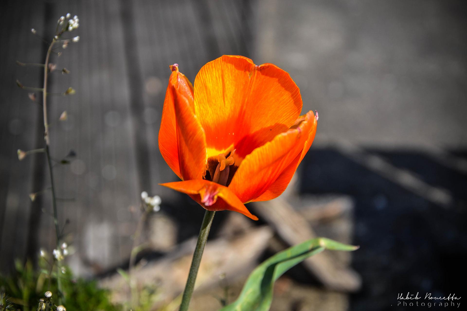 Hello Spring !!
