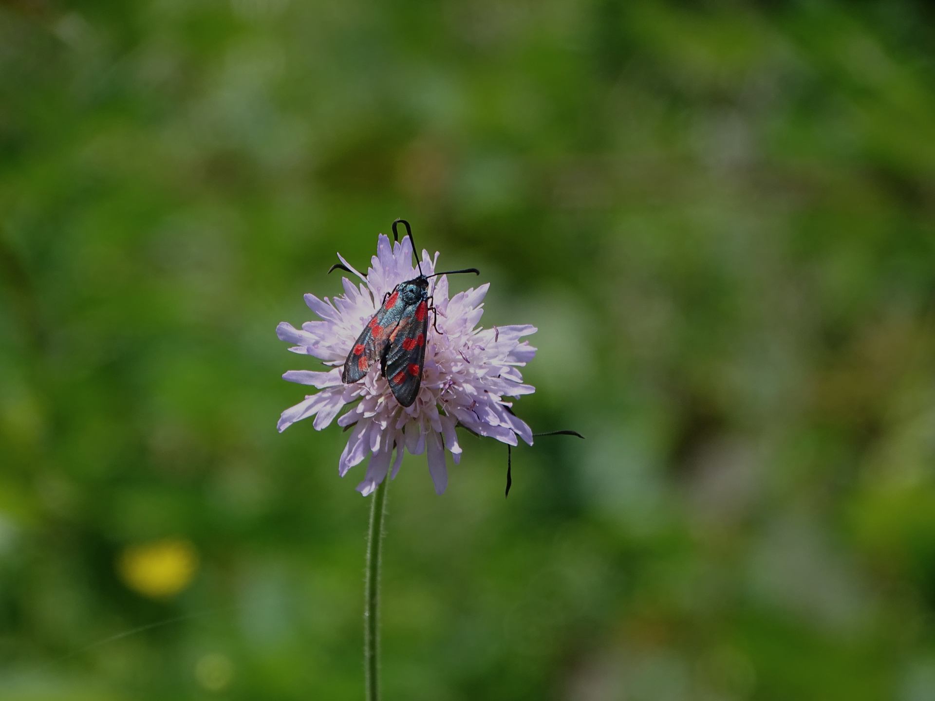 DSC08983.JPG
