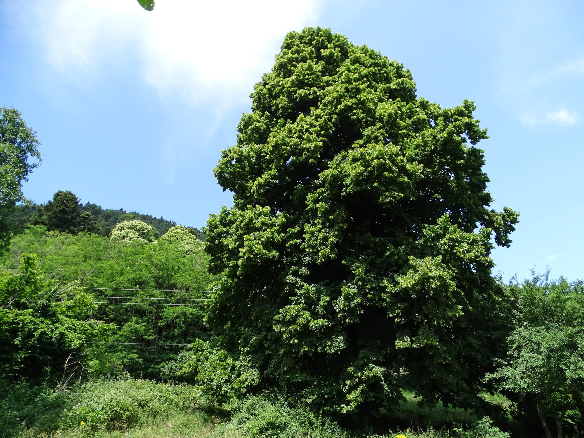 tilleul d'Odile