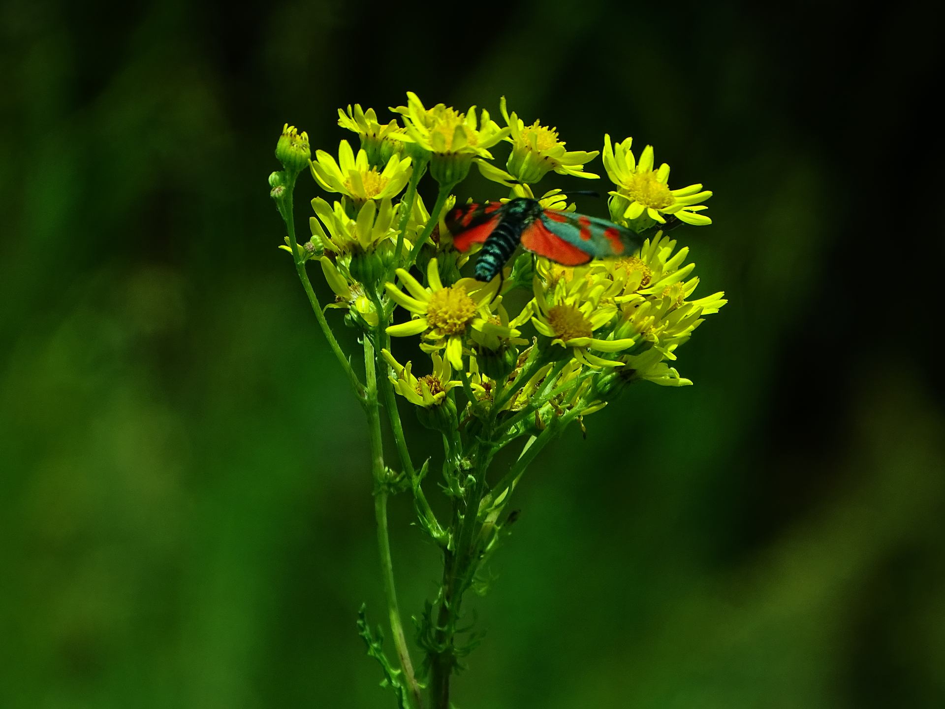 "Quand la nature peint en silence"