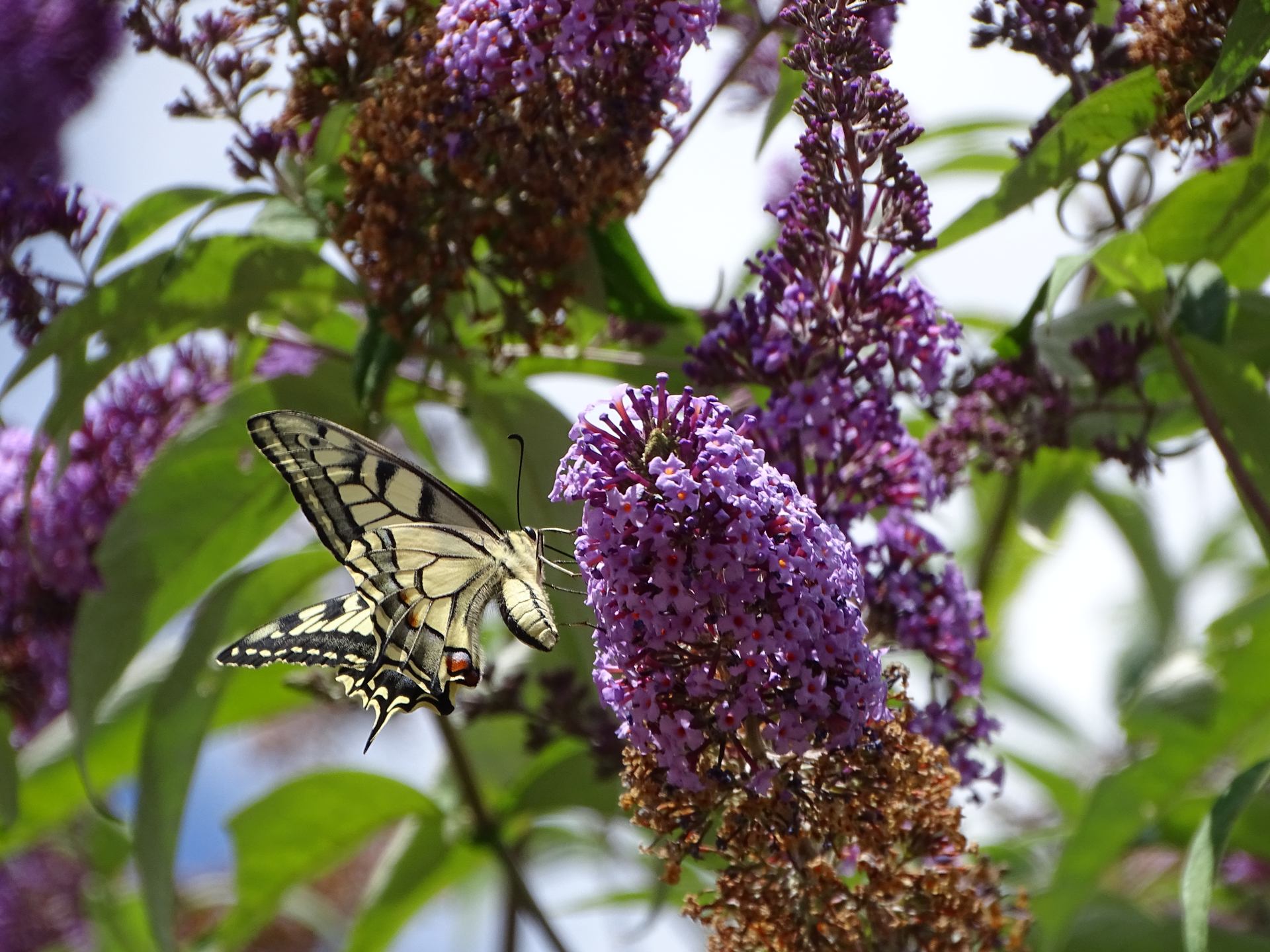 Machaon, messager majestueux de l’été
