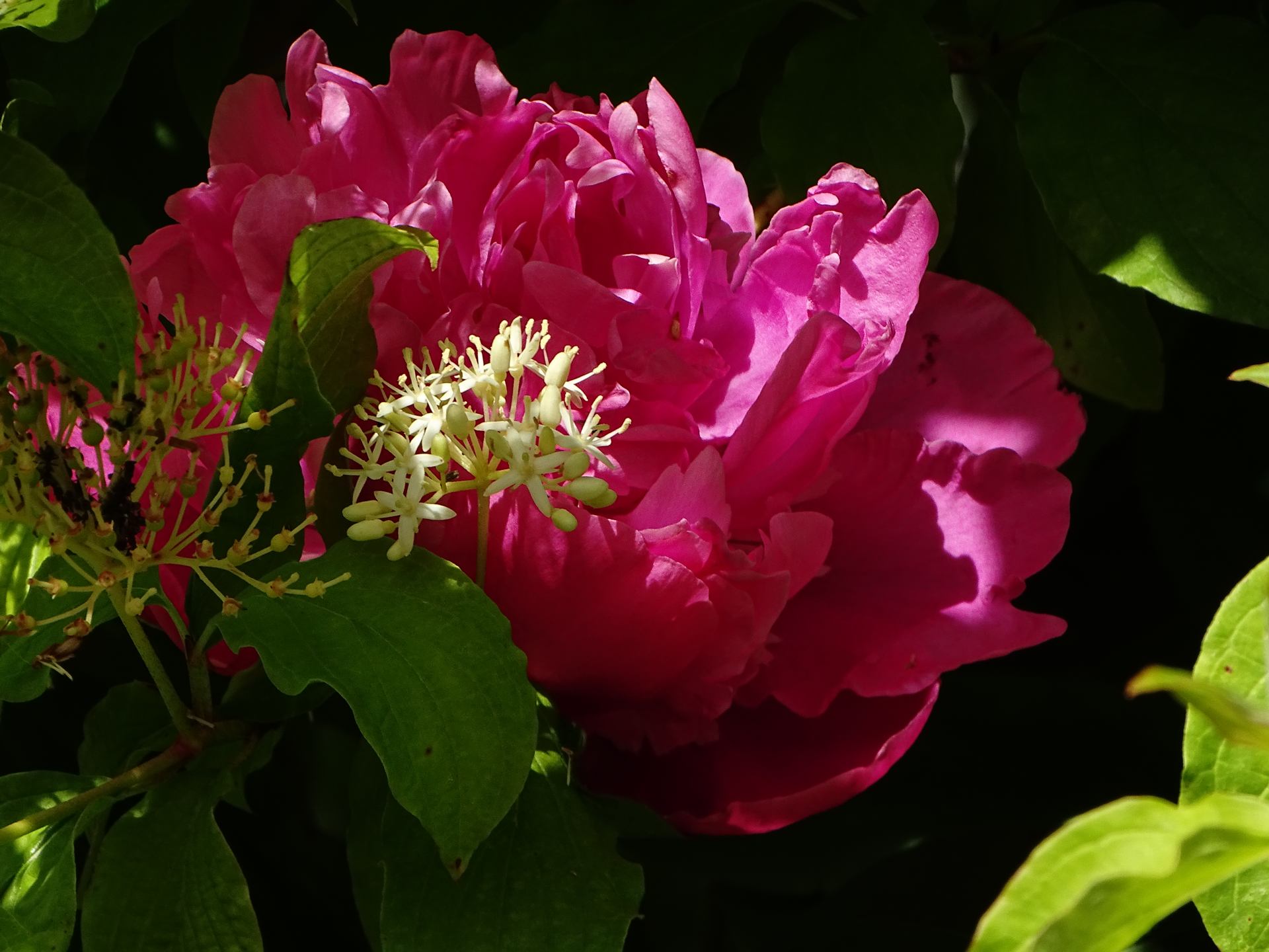 DSC08946.JPG