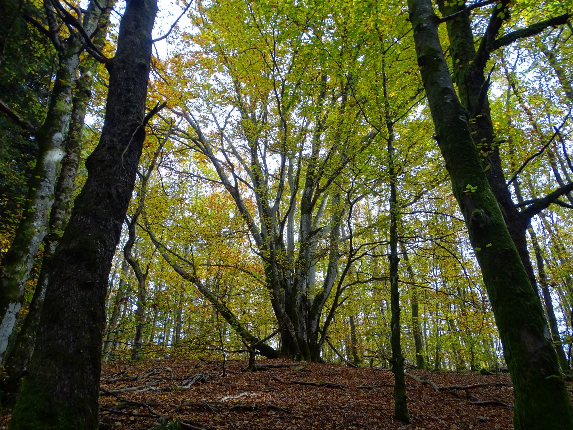 Hêtre en majesté – Mille Étangs en automne