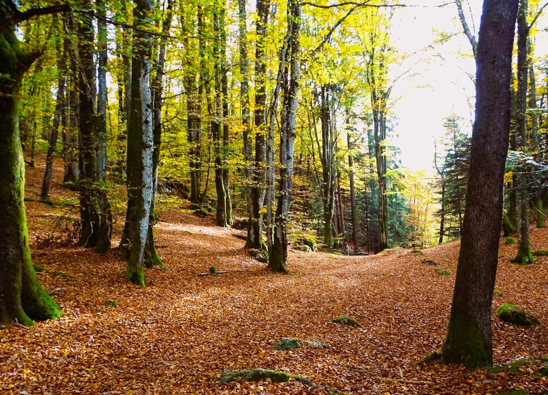 L’automne peint la forêt de lumière