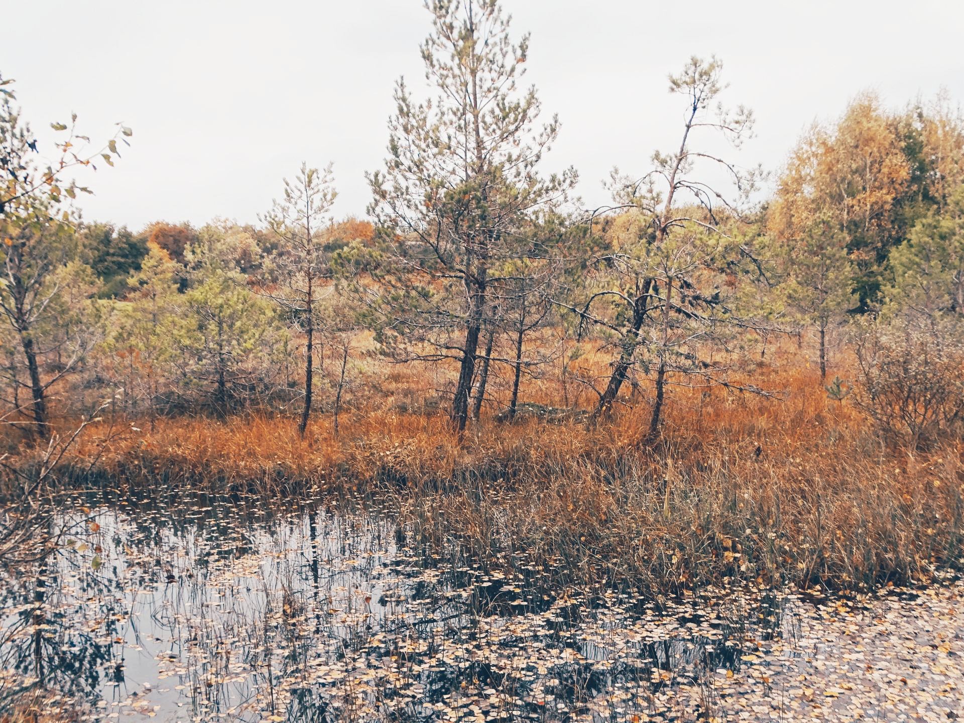 Le secret gardé des marais