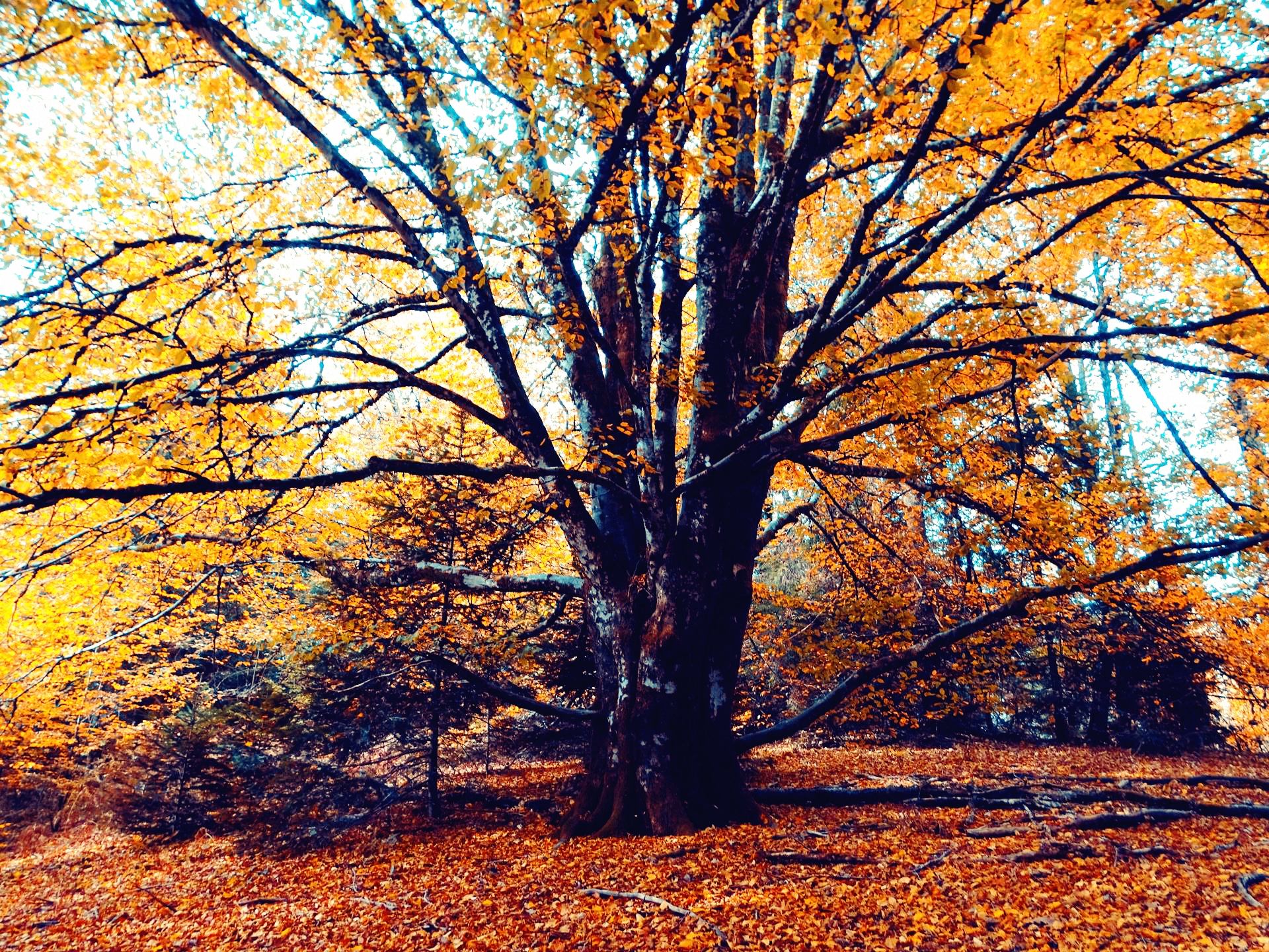Souvenirs sous le grand hêtre