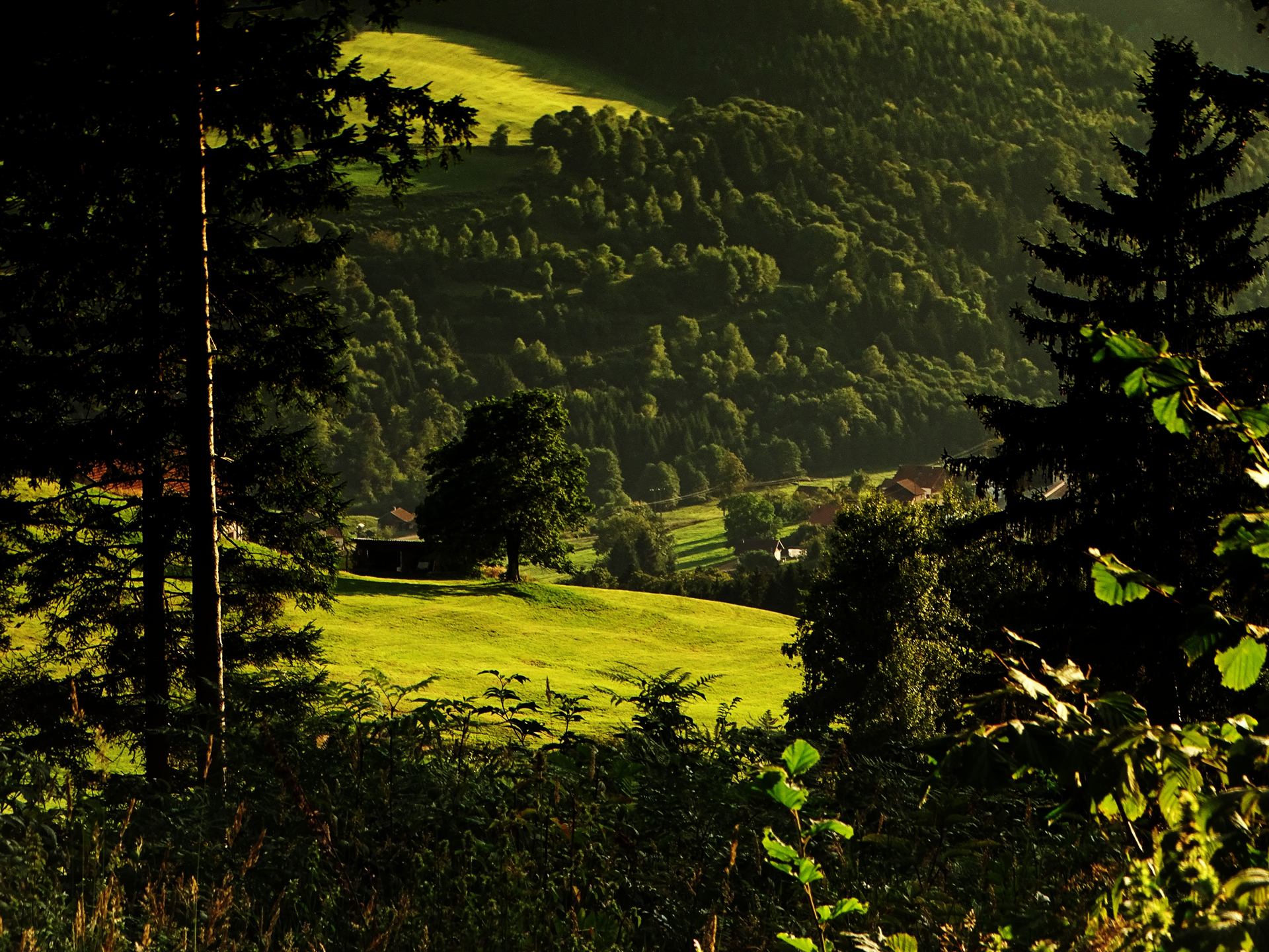 Ode à la lumière verte
