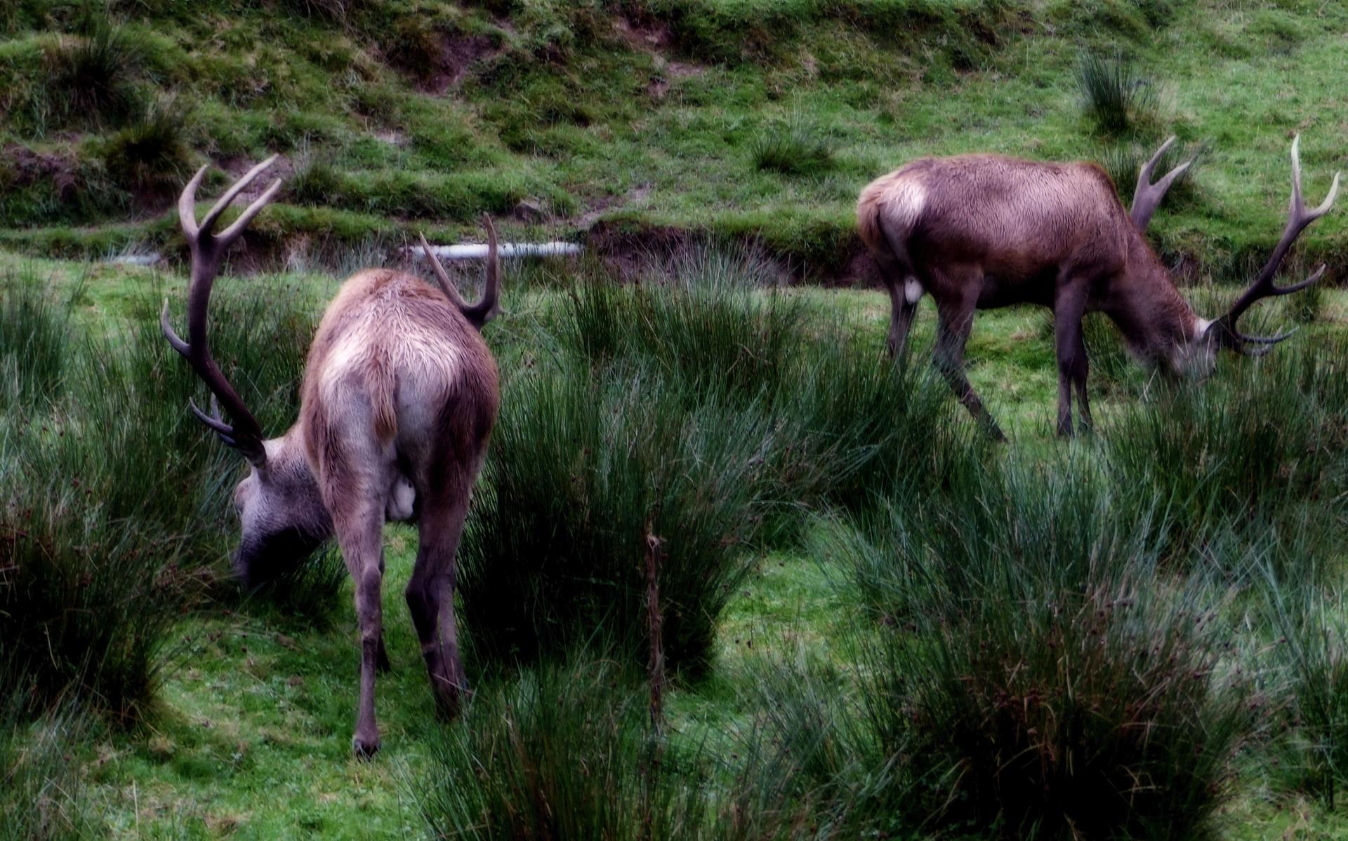 les 2 cerfs
