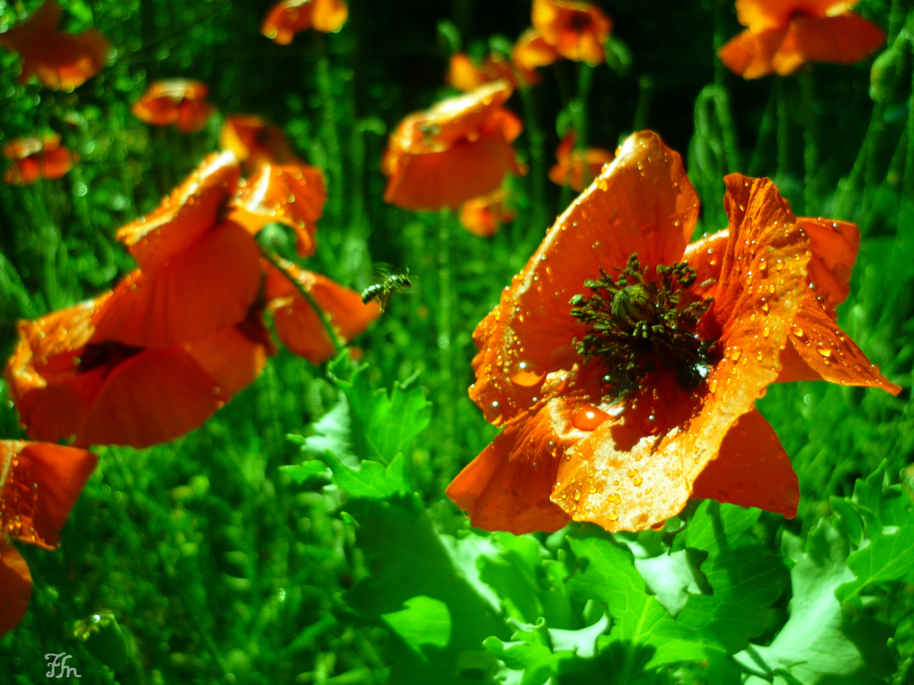 Coquelicots de Jardins
