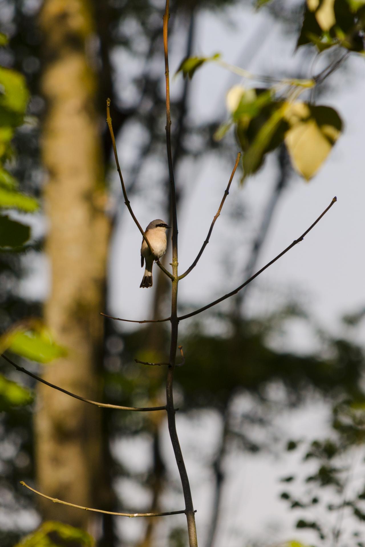 Pie grieche ecorcheur 2 (Lanius collurio)