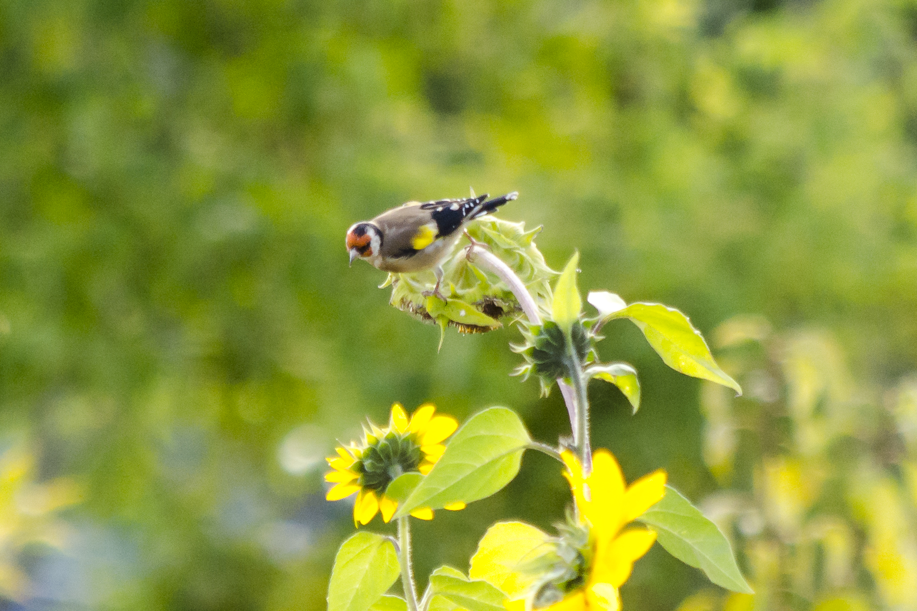 Chardonneret élégant (au bout du jardin)
