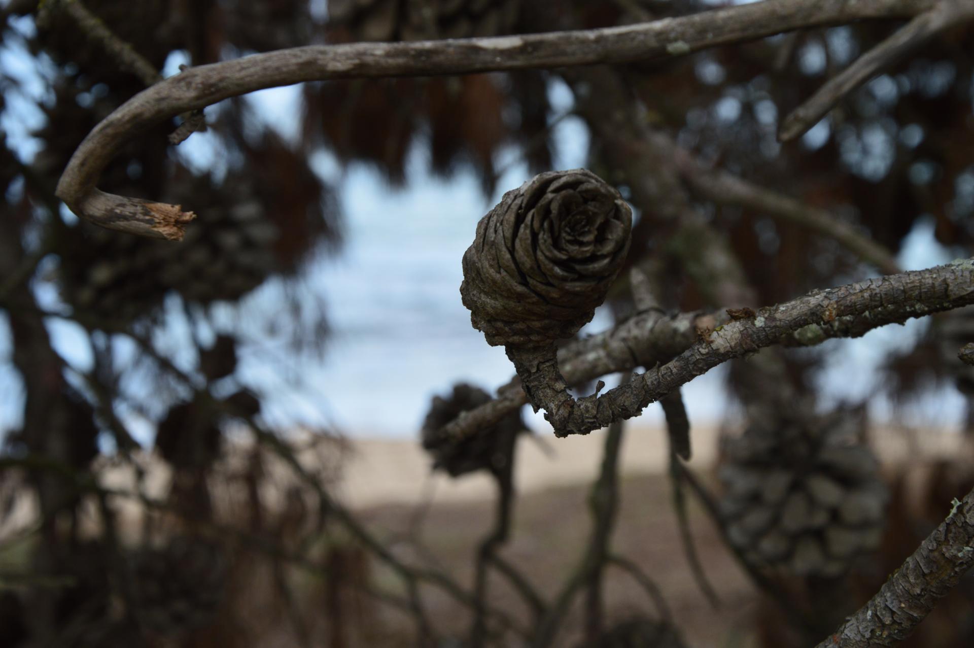 DSC_0493.JPG