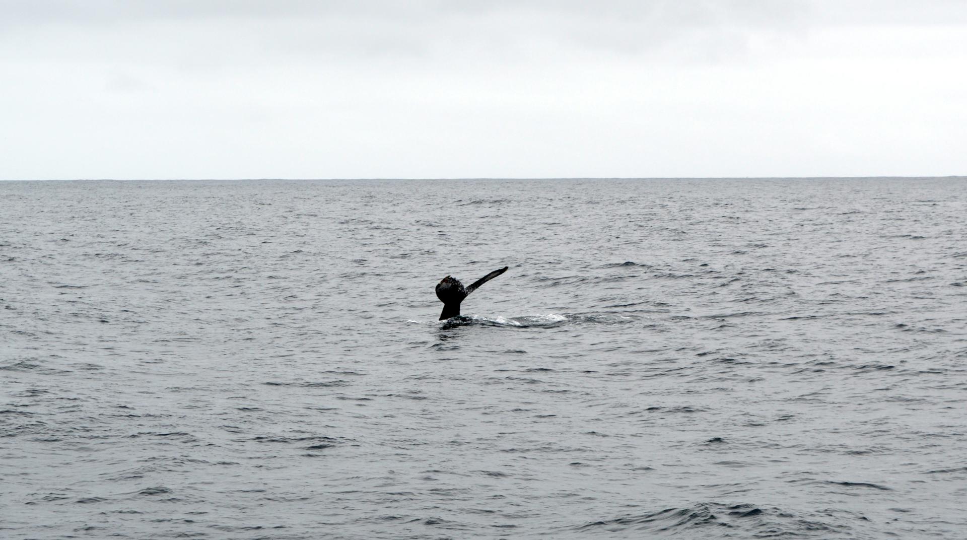 whale watch