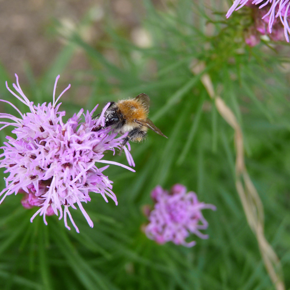 abeille3