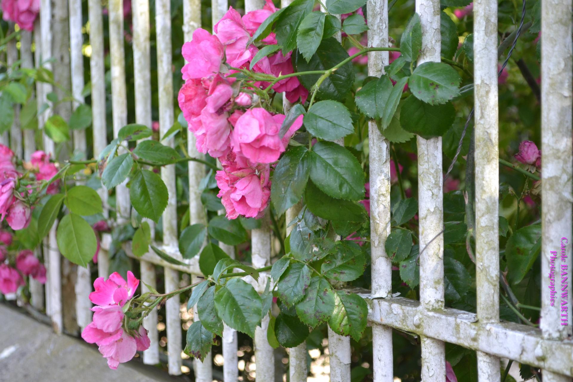 Roses avec filigrane