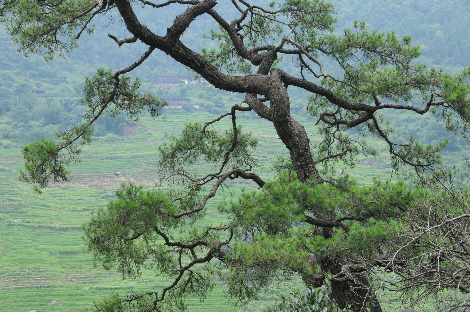 13- ARBRE MODELE DES ESTAMPES CHINOISES.JPG