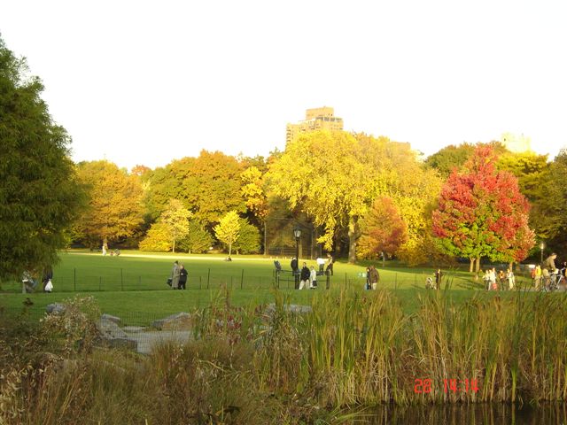 new york. (79)