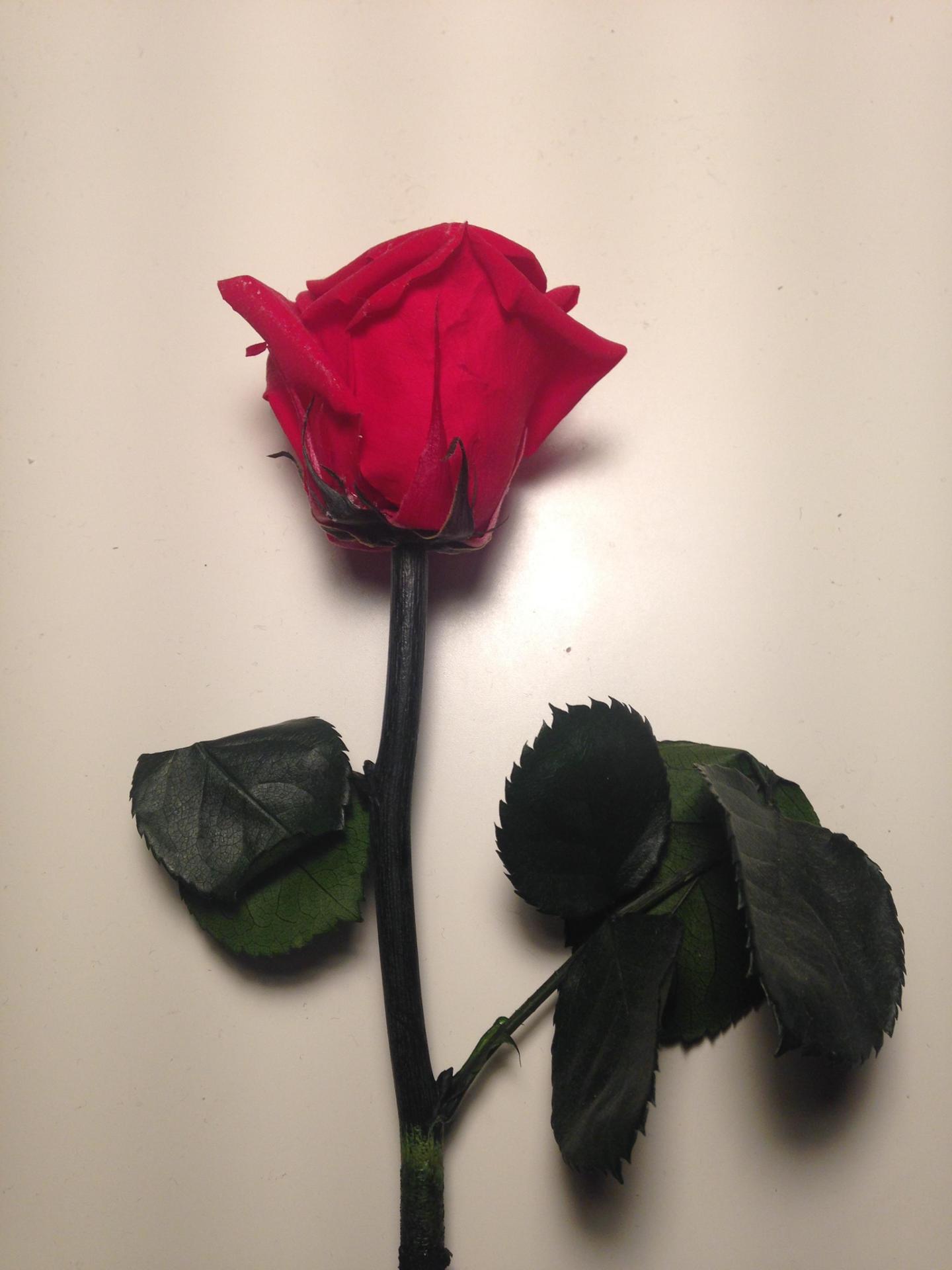 La rose de l'amour