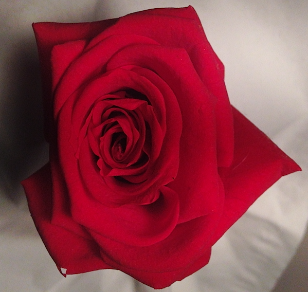 Fleur rouge Gros plan
