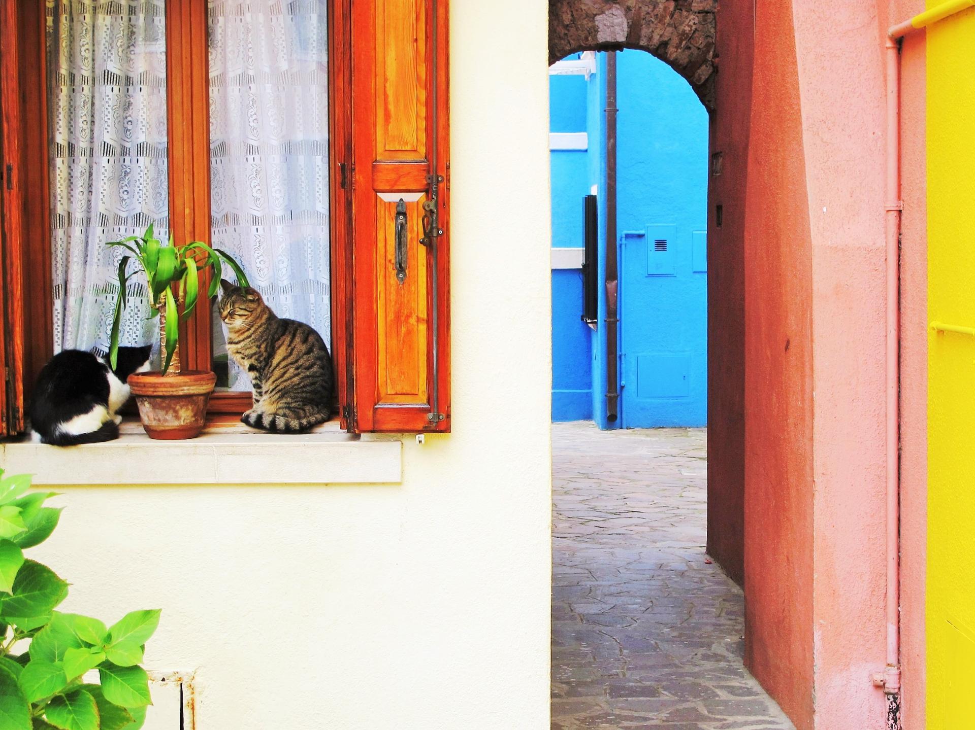 Des chats et des couleurs