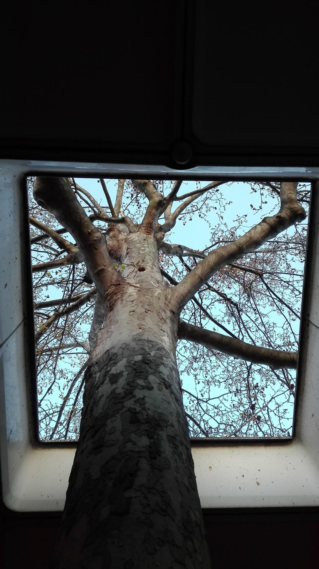 carré d'arbre