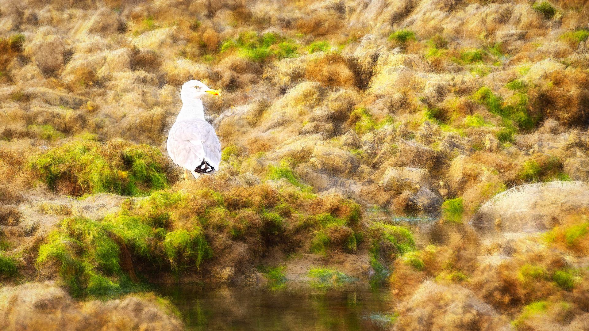 une mouette regardant son futur.jpg