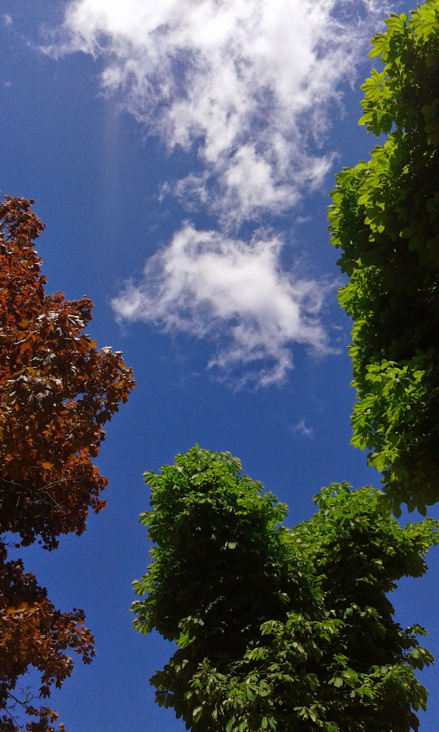 vue du parc pasteur (Orléans)