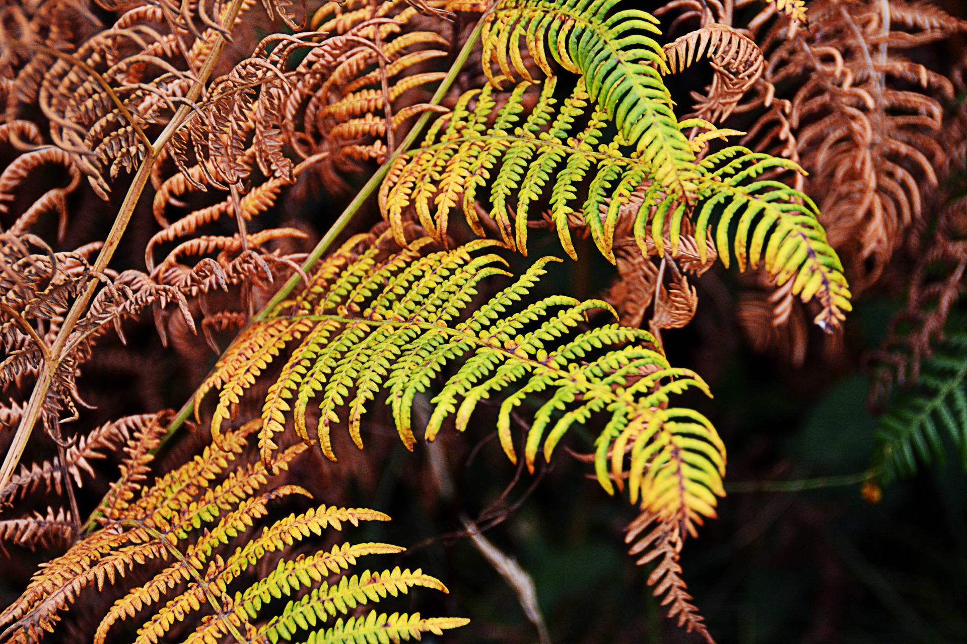 Couleurs chatoyantes