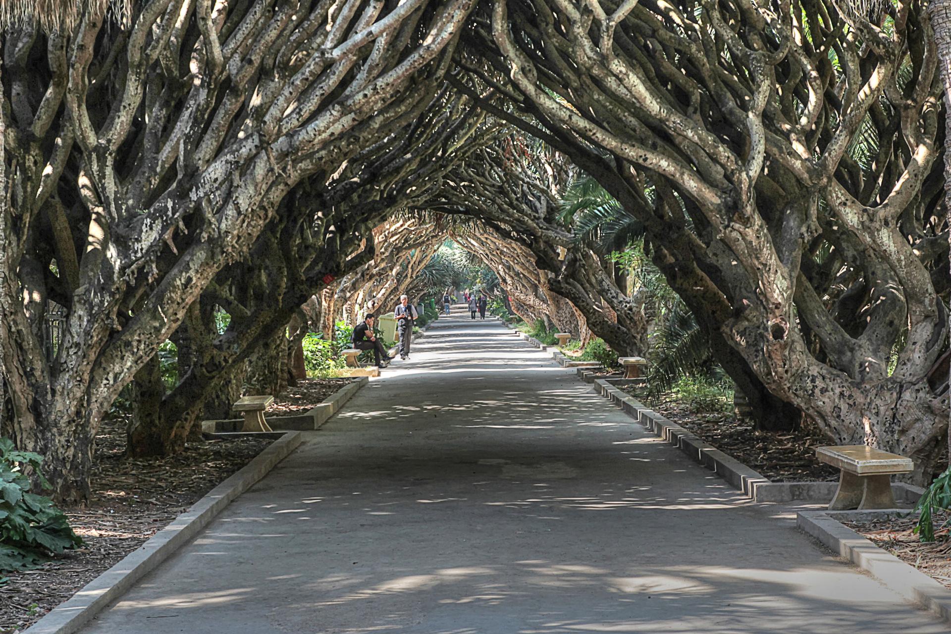 Jardin d'Essais (Alger)