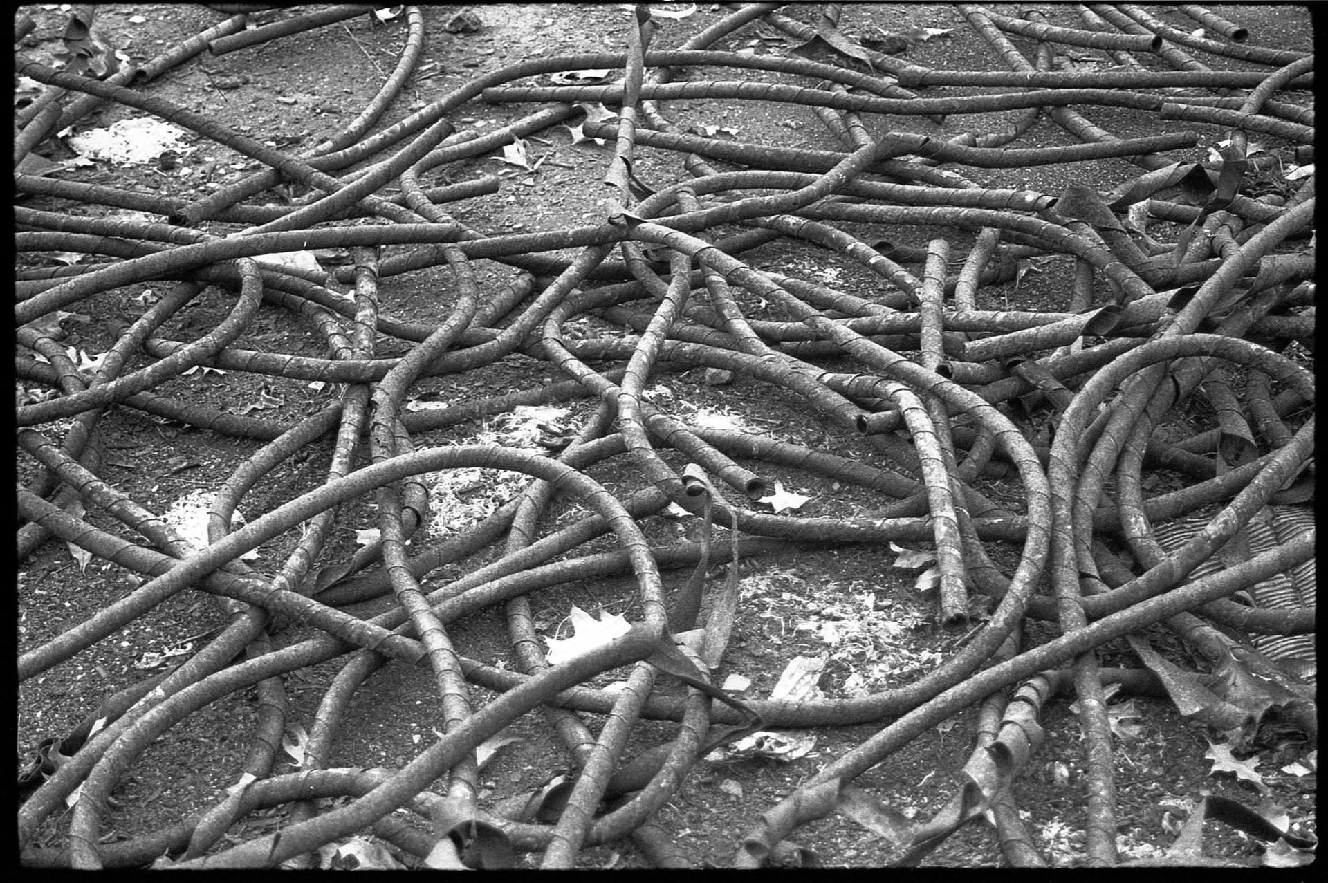 Worms