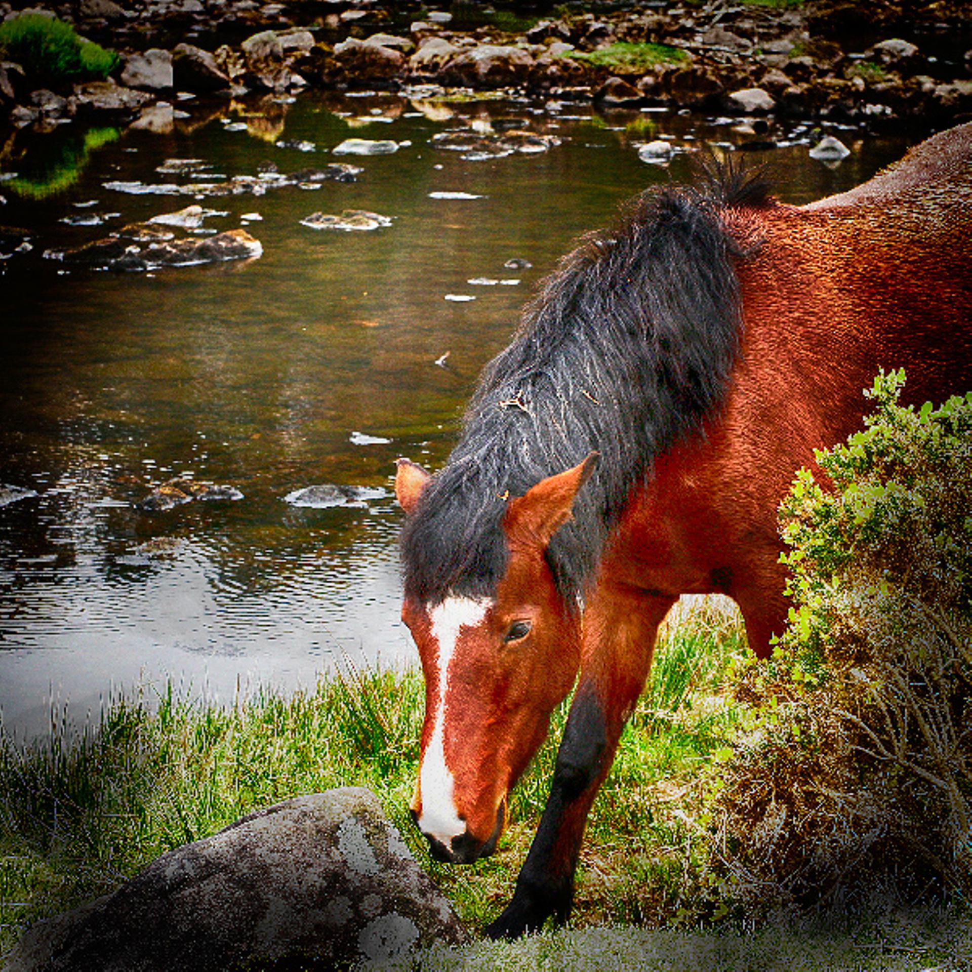 6028-007-Cheval Irlandais.jpg