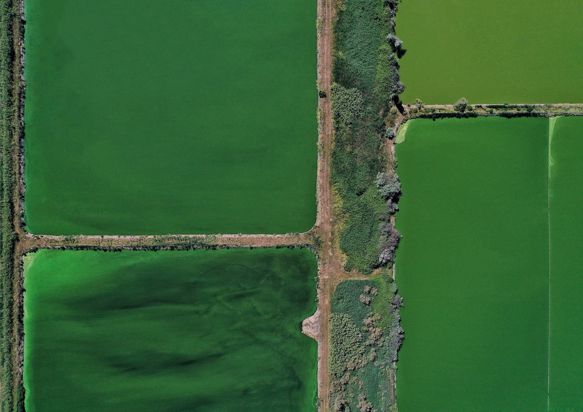 Variation de verts ©Magali CHESNEL.jpeg