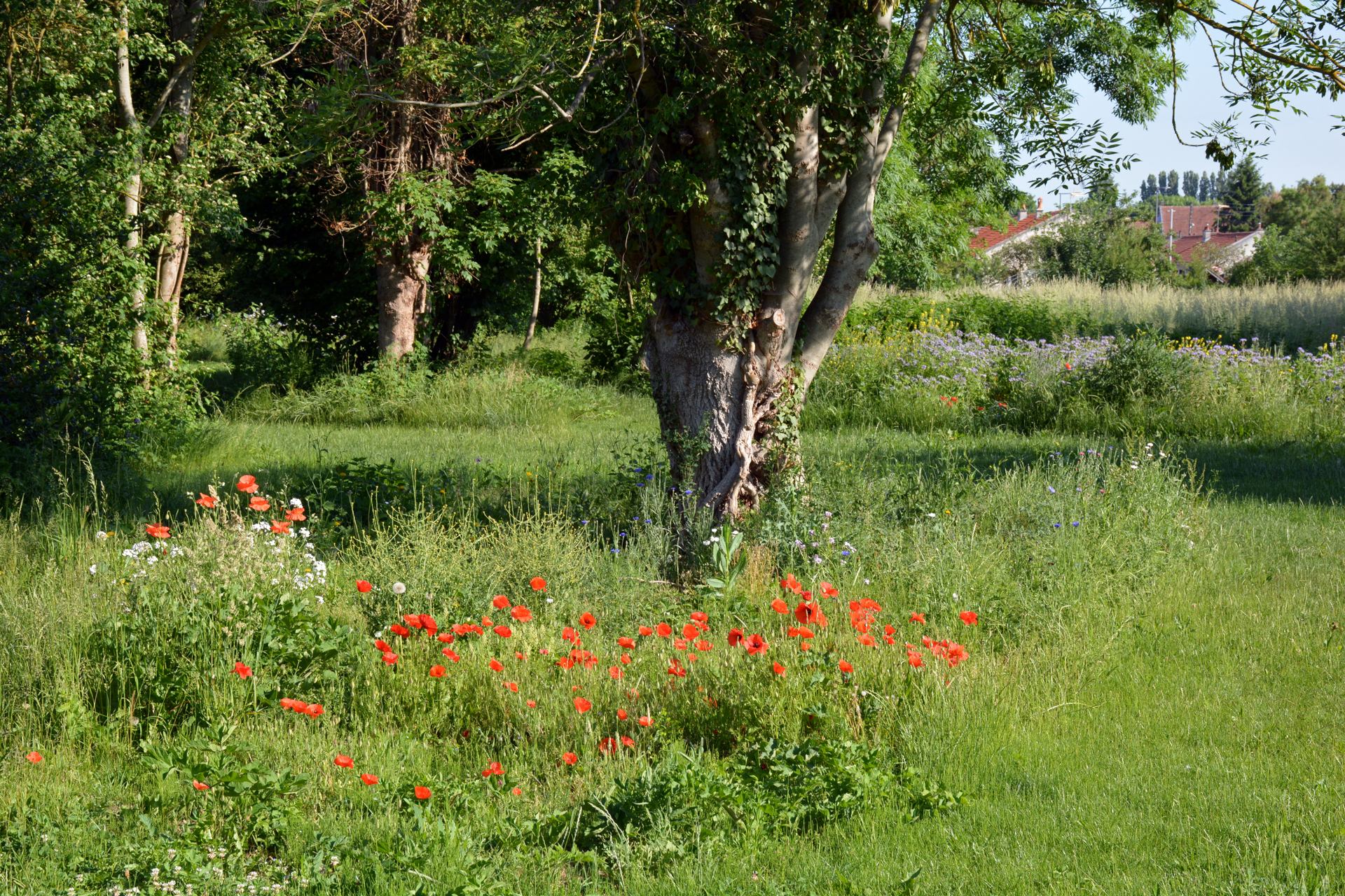 ECOQUARTIER DES TAUXELLES