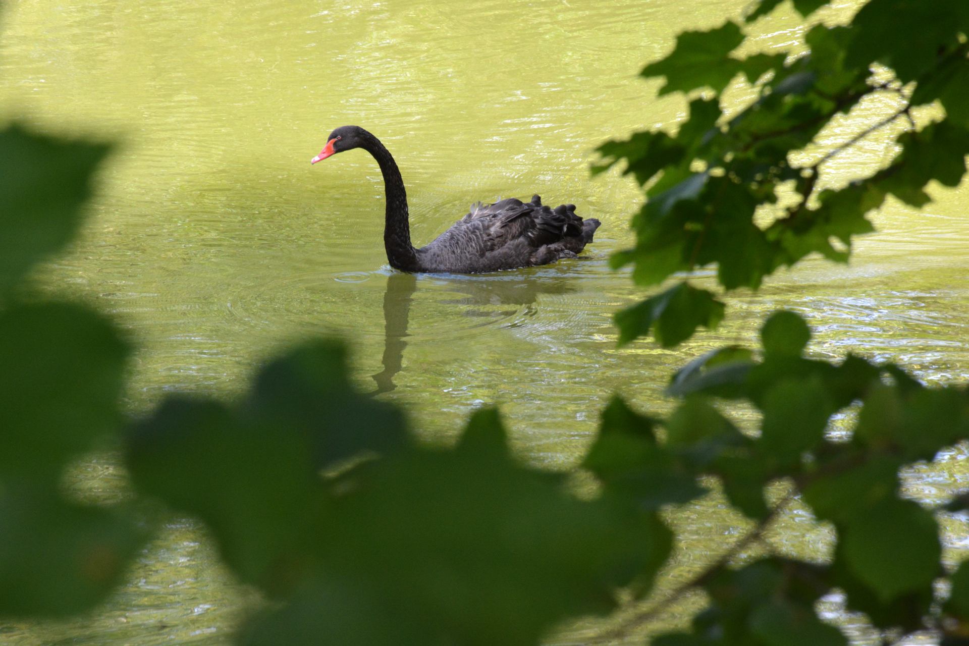 Parc de Fouchy