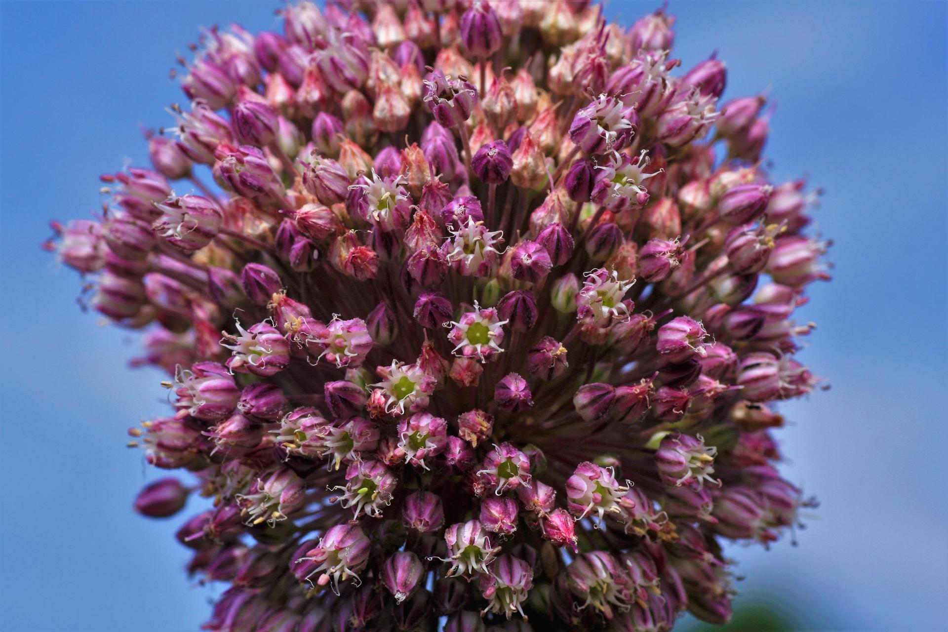 allium