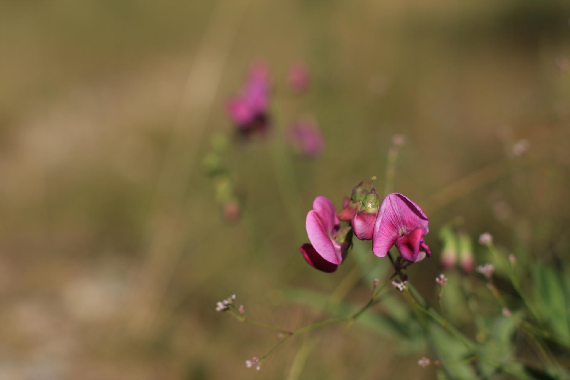 mini fleur