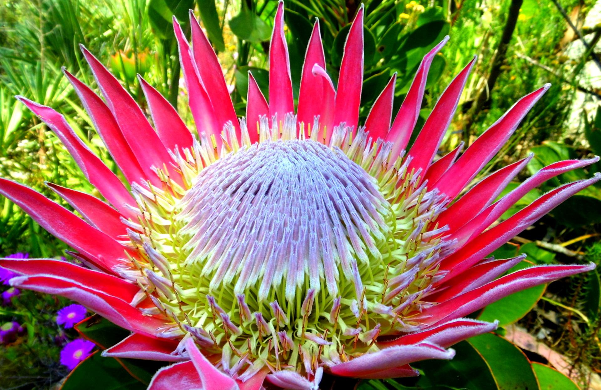 Protea