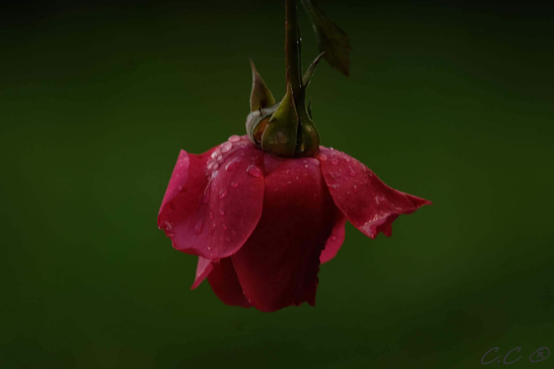 Under my umbrella