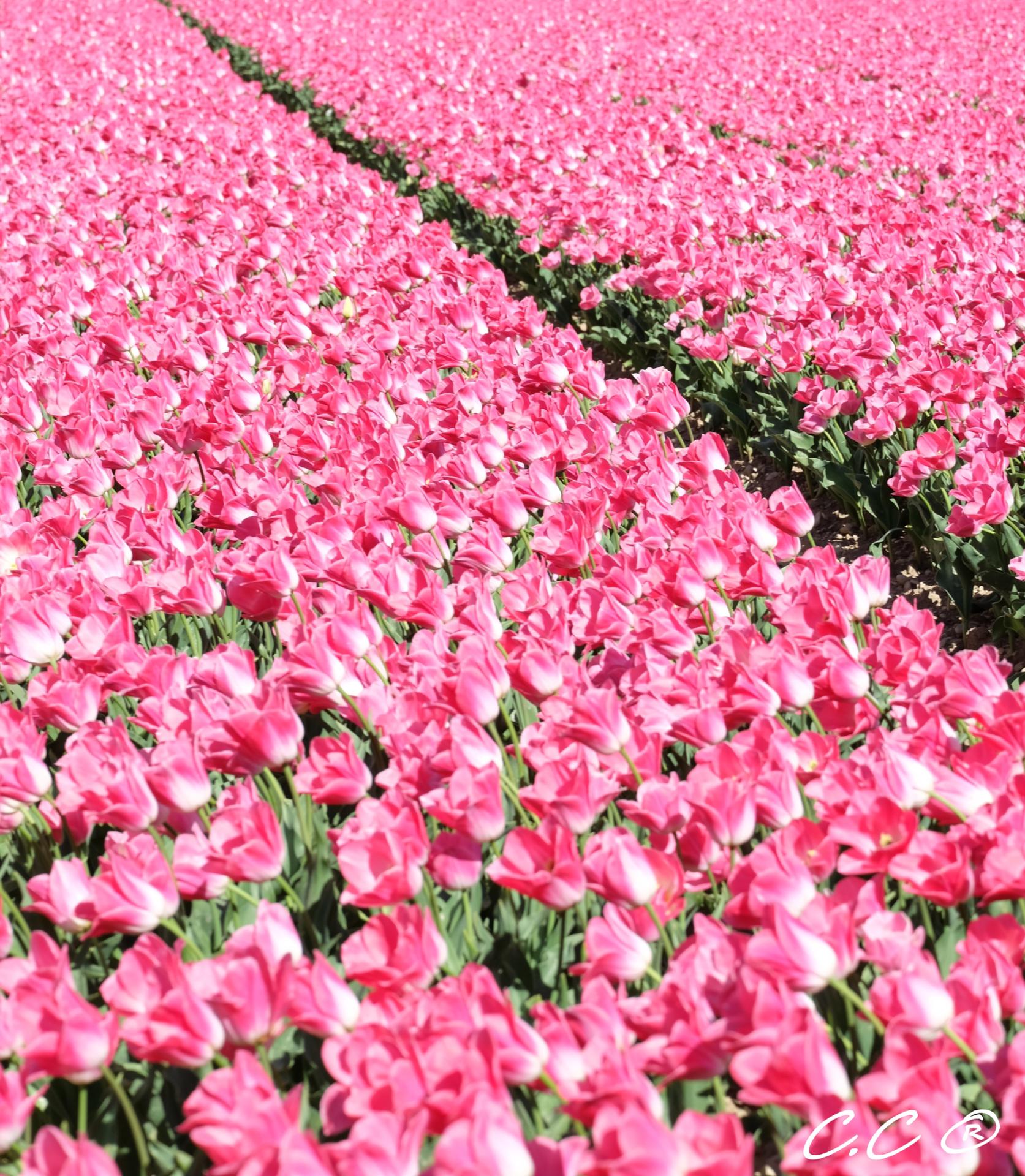 Champs de tulipes